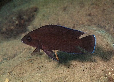 Variabilichromis moorii 'Kambwebwe'